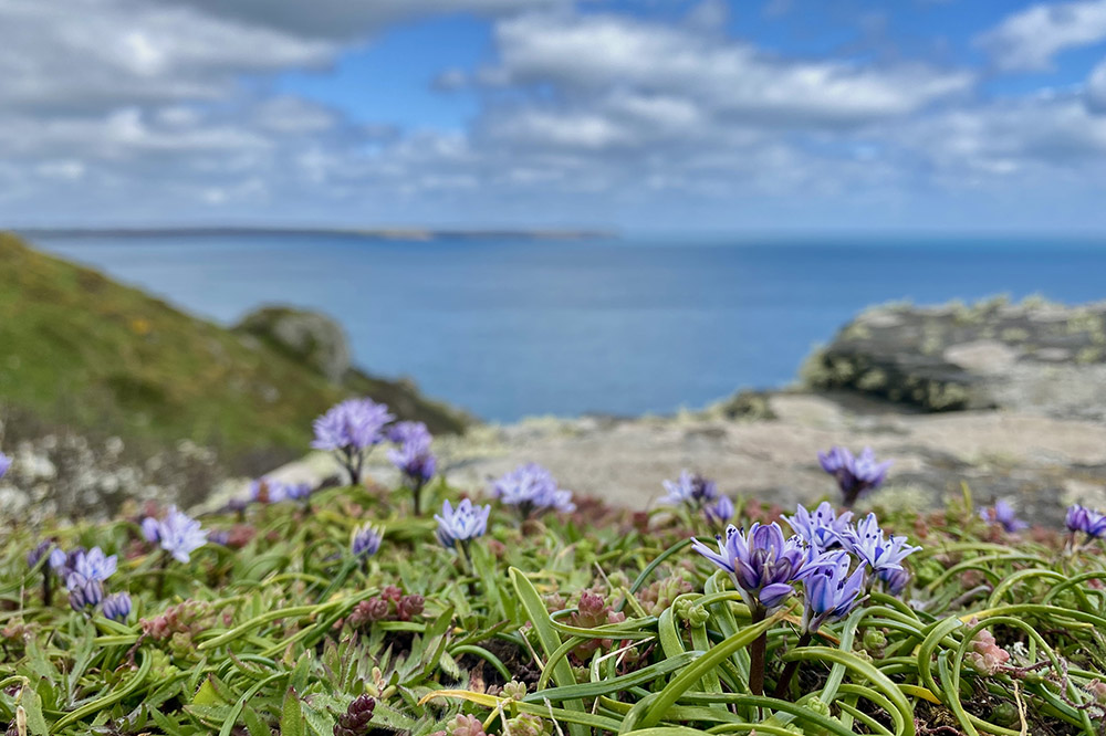 Spring squill